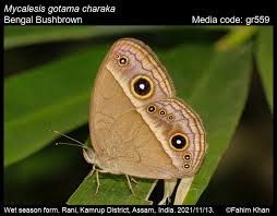 Attēlu rezultāti vaicājumam “Badhamia juliae macro”