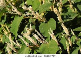 Attēlu rezultāti vaicājumam “Reynoutria sachalinensis fruit”