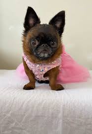 Image result for Griff & Coton Cc