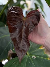 Attēlu rezultāti vaicājumam “Cirsium x rigens leaf”