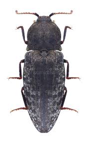 Attēlu rezultāti vaicājumam “Agrypnus murinus”