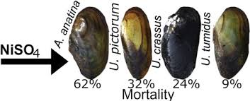 Attēlu rezultāti vaicājumam “Unio crassus”