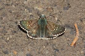 Attēlu rezultāti vaicājumam “Pyrgus serratulae”