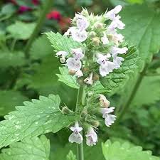 Image result for Nepeta cataria