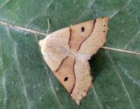 Attēlu rezultāti vaicājumam “Crocallis elinguaria”