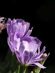 Attēlu rezultāti vaicājumam “Lactuca tatarica flower”