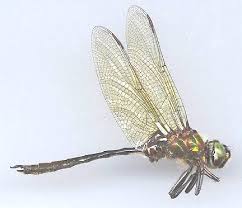 Attēlu rezultāti vaicājumam “Cordulidae”