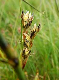 Attēlu rezultāti vaicājumam “Juncus squarrosus”