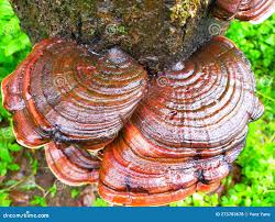 Attēlu rezultāti vaicājumam “Ganoderma applanatum”