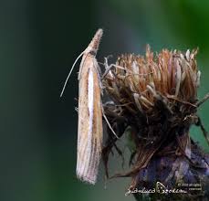 Attēlu rezultāti vaicājumam “Agriphila tristella”