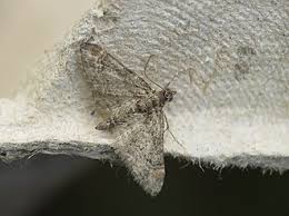 Attēlu rezultāti vaicājumam “Gymnoscelis rufifasciata”