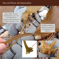 Attēlu rezultāti vaicājumam “Cribraria costata stalked”