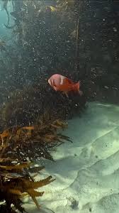 Image result for Chrysoblephus laticeps