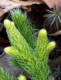 Attēlu rezultāti vaicājumam “Diphasiastrum tristachyum”