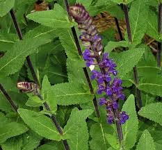 Image result for Salvia nemorosa
