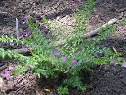 Attēlu rezultāti vaicājumam “Lythraceae”