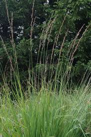 Attēlu rezultāti vaicājumam “Molinia caerulea”