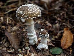 Attēlu rezultāti vaicājumam “Amanita pantherina”