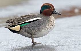 Attēlu rezultāti vaicājumam “Anas crecca”