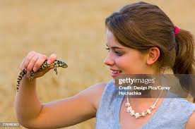 Attēlu rezultāti vaicājumam “Diderma tigrinum young”