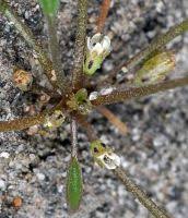 Attēlu rezultāti vaicājumam “Limosella aquatica flower”