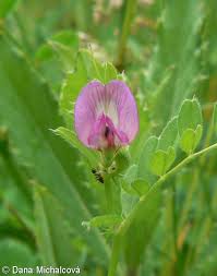 Attēlu rezultāti vaicājumam “Vicia angustifolia”