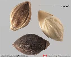 Attēlu rezultāti vaicājumam “Setaria viridis fruit”