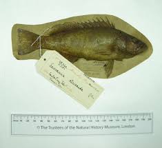 Image result for Serranus atricauda