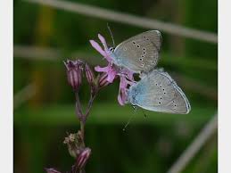 Attēlu rezultāti vaicājumam “Cyaniris semiargus male”