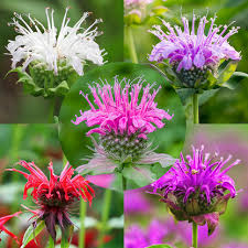 Image result for Monarda didyma