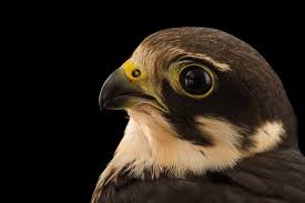 Attēlu rezultāti vaicājumam “Falco subbuteo”