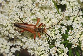 Attēlu rezultāti vaicājumam “Stenocorus meridianus”