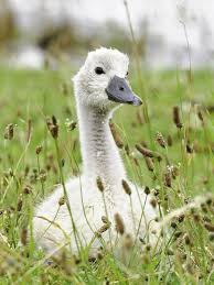 Attēlu rezultāti vaicājumam “Cygnus olor juvenile”