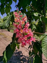Attēlu rezultāti vaicājumam “Aesculus x neglecta flower”