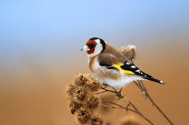 Attēlu rezultāti vaicājumam “Carduelis spinus”