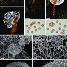Attēlu rezultāti vaicājumam “Physarum, Nannengaella sp.”