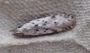 Attēlu rezultāti vaicājumam “Carpatolechia proximella”