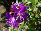 File:巴西野牡丹 Imgp0822 (gaytw.blogspot.com).jpg - Wikipedia, the ...