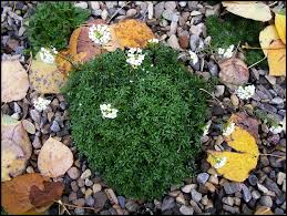 Attēlu rezultāti vaicājumam “Trichia alpina young”