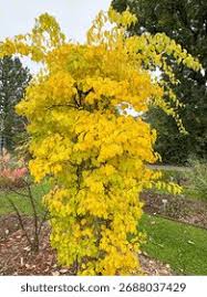 Attēlu rezultāti vaicājumam “Celastrus flagellaris”