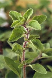 Image result for Oregano
