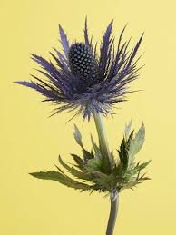 Image result for Blaudistel