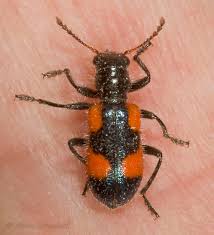 Attēlu rezultāti vaicājumam “Cleridae”