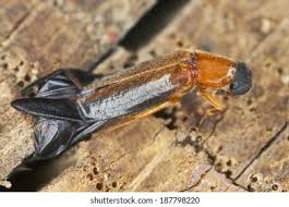 Attēlu rezultāti vaicājumam “Lymexylidae”