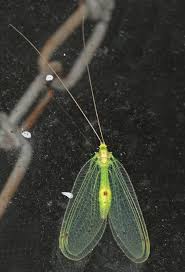 Attēlu rezultāti vaicājumam “Chrysopidae imago”