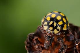 Attēlu rezultāti vaicājumam “Sospita vigintiguttata”