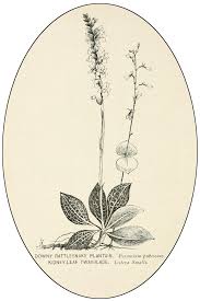 Attēlu rezultāti vaicājumam “Listera ovata fruit”