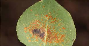 Attēlu rezultāti vaicājumam “Melampsora epitea”