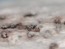 Attēlu rezultāti vaicājumam “Craterium minutum spores”