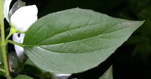 Attēlu rezultāti vaicājumam “Philadelphus coronarius leaf”
